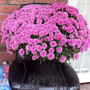 Meet your Posher, Alex